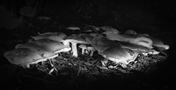 063 - Fotoclub Merchtem - Jean-Paul Van den Abeele - Mushroom city